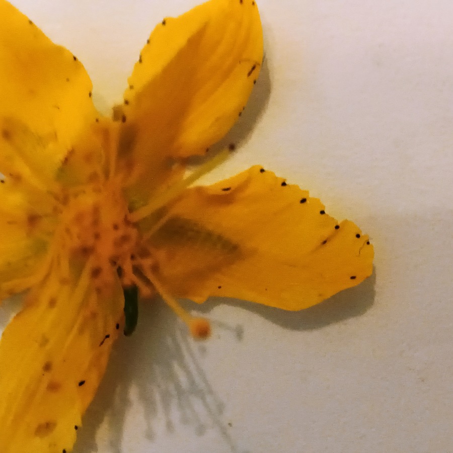 Johanniskraut erkennen, Johanniskrautblüte