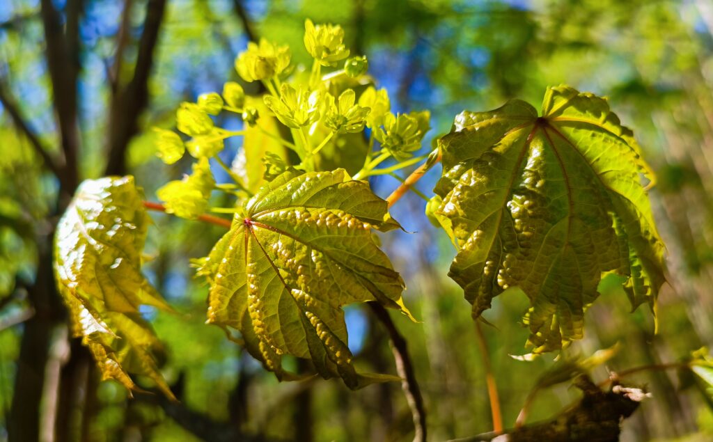 Ahorn, Blätter vom Spitzahorn und Blüten im Frühling