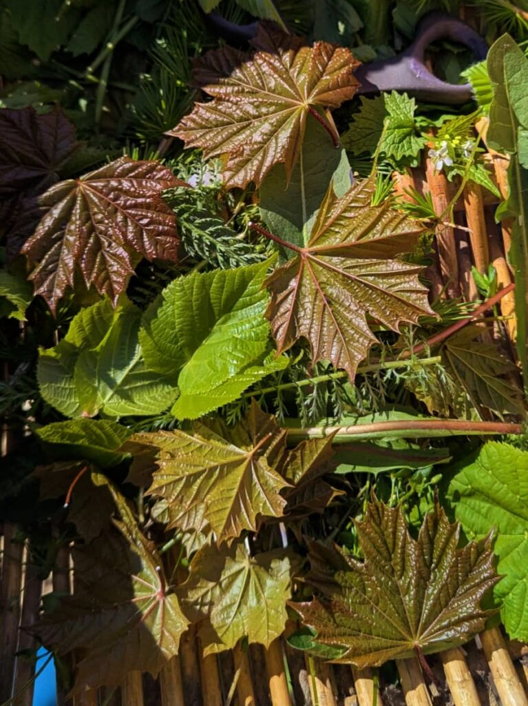 Ahorn, Blätter vom Spitzahorn im Frühling in einem Sammelkorb für eine  Salat aus Ahornblättern, Frühlingssalat mit Baumblättern