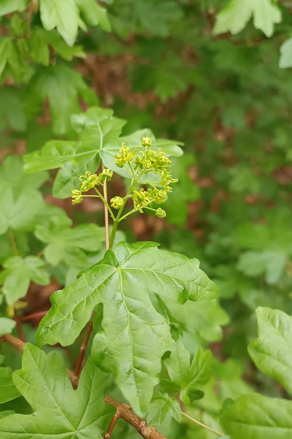 Blüten eines Feldahorns, Ahornbaum