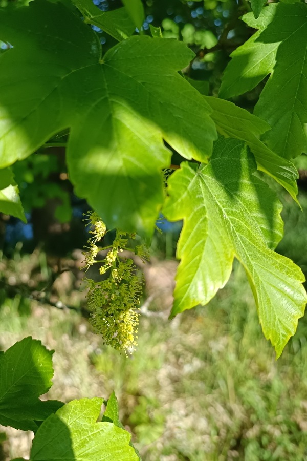 Blüten des Bergahorns