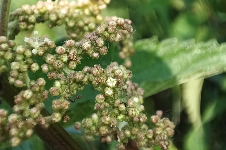 die Brennnessel, männliche Blüten