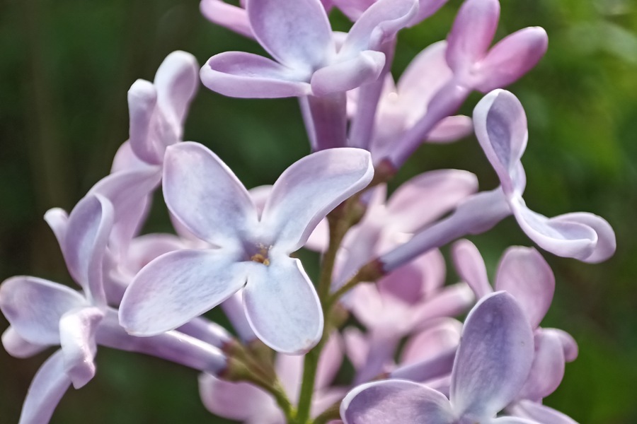 Lila: Die Farbe meiner Kindheit