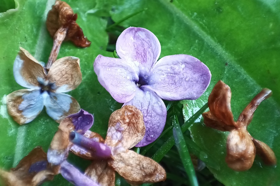 Lila: Die Farbe meiner Kindheit