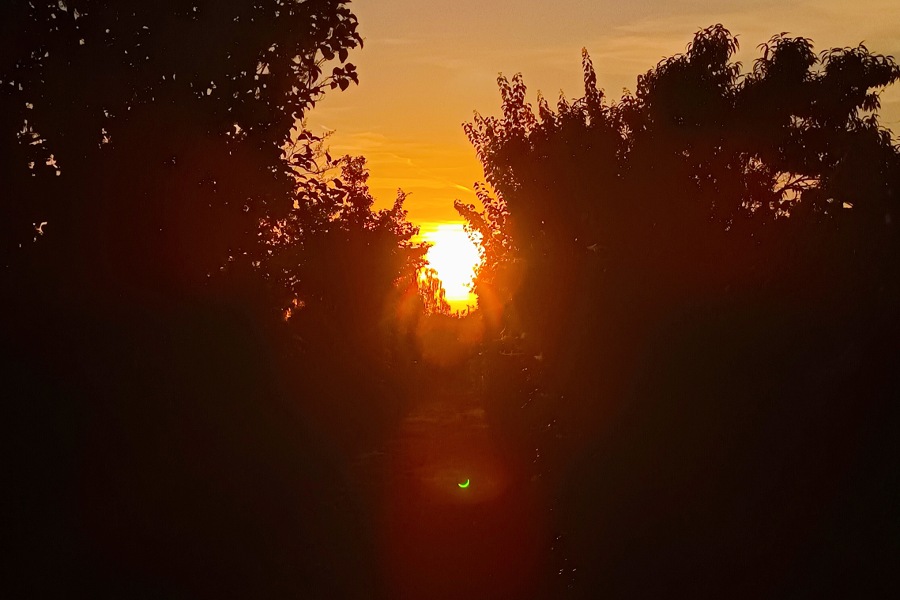 Sonnenuntergang im Garten, die Reflektion in der Kamera, bezeugt die Sonnenfinsternis