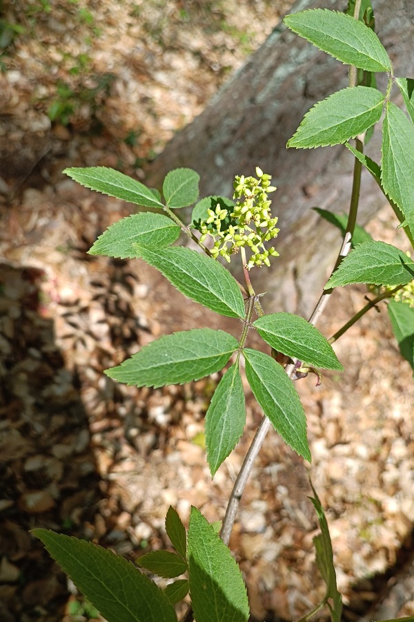 Roter Holunder (Traubenholunder) mit grünen, unreifen Beeren in aufrechten Ständen im Frühling