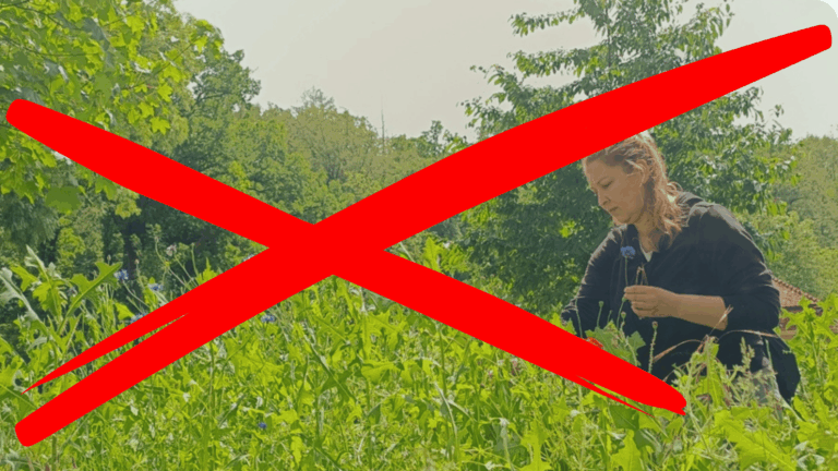 WildKrautBraut Inga sammelt auf einer Wiese Kräuter und darüber ist ein fettes rote Kreuz, Wildkräuter sind alle giftig