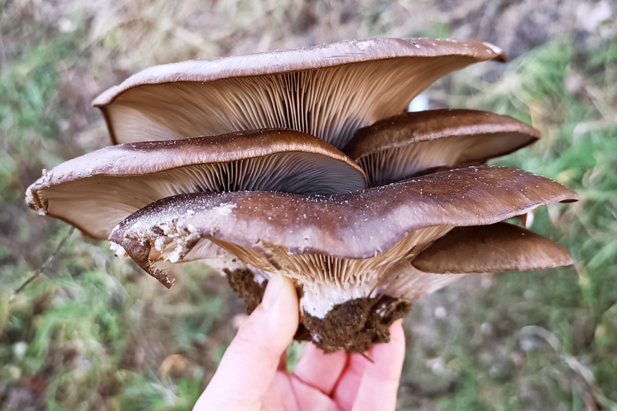 Große erntereife Austernseitlinge in meiner Hand