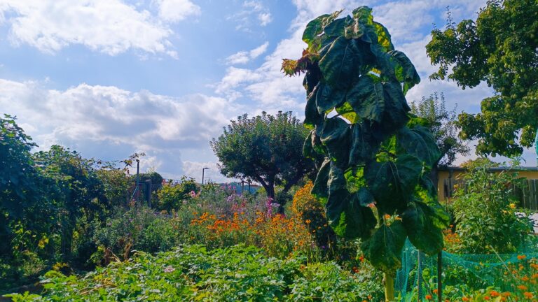 Ein Ausblick in Nachbars florierenden Garten.