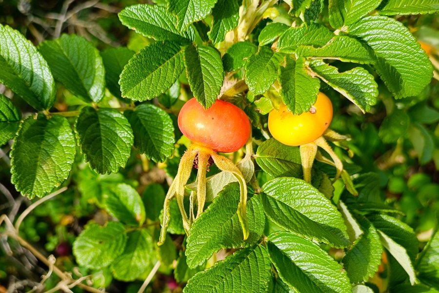 eine orange und eine gelbe Hagebutte einer Kartoffelrose