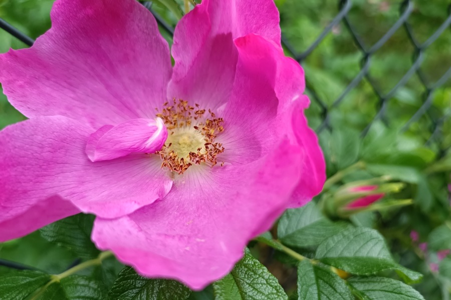 Rosa Blüte einer Kartoffelrose, die durch einen Zaun wächst