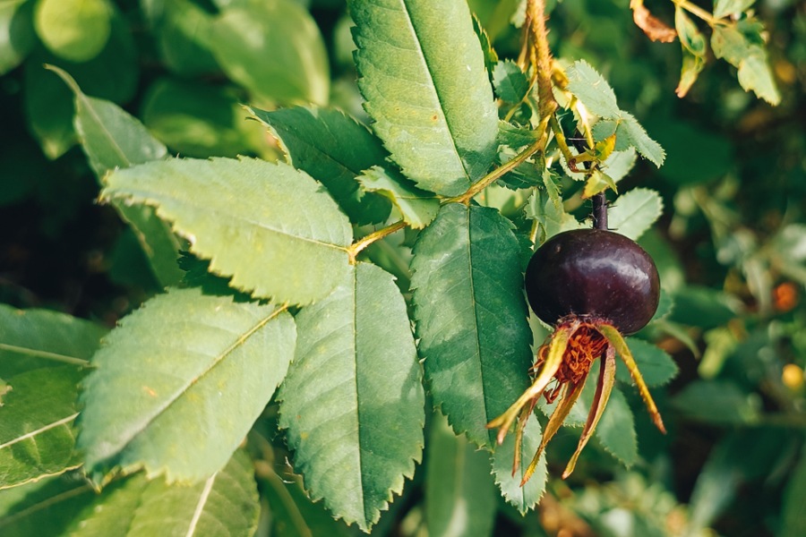 dunkle, fast schwarze Hagebutte der Bibernell-Rose (Rosa spinosissima) am Strauch