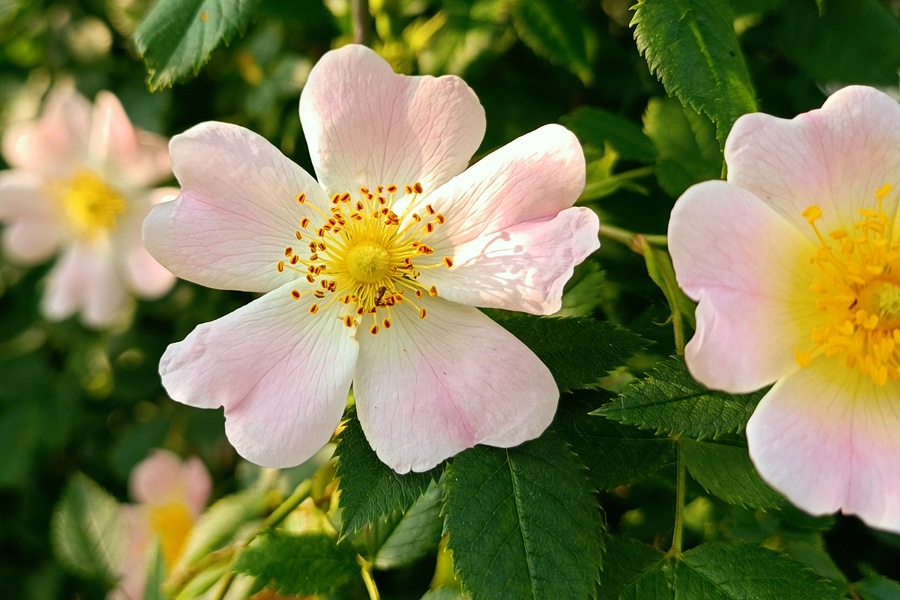 Blüten der Hundsrose an einem Strauch