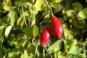 Zwei Hagebutten in einer Hecke