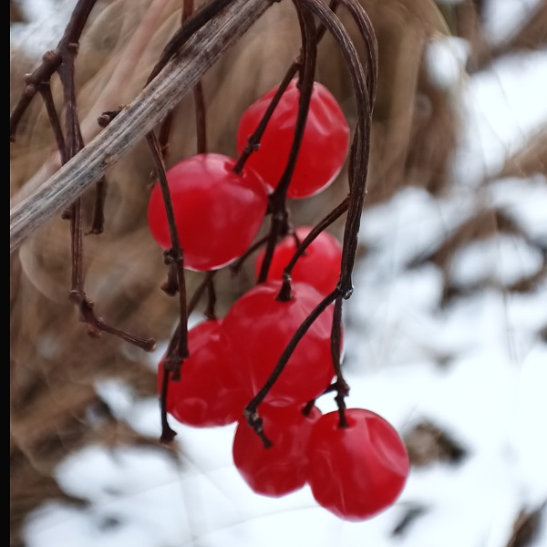 Früchte eines Schneeballs in einem Park im Winter