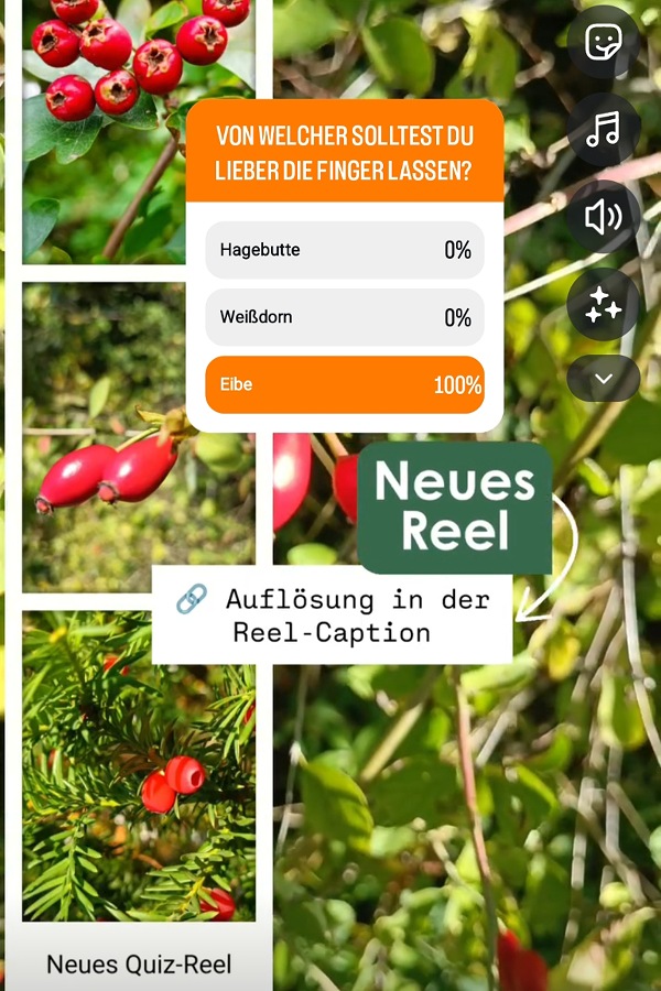 Eine Instagram-Story, die zeigt, dass meine Follower zu 100% die EIbe als giftig identifiziert haben