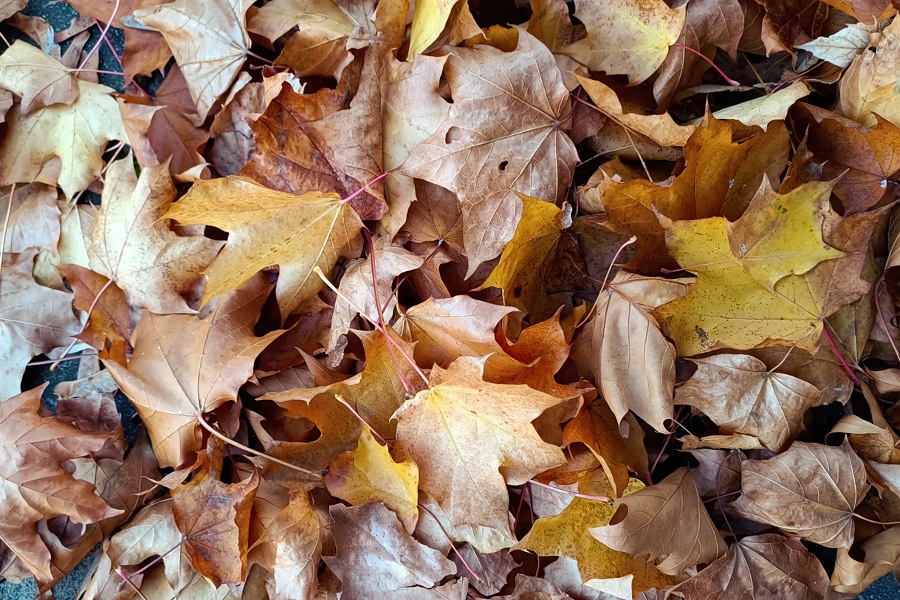braune und gelbe Herbstblätter, die auf dem Boden liegen.