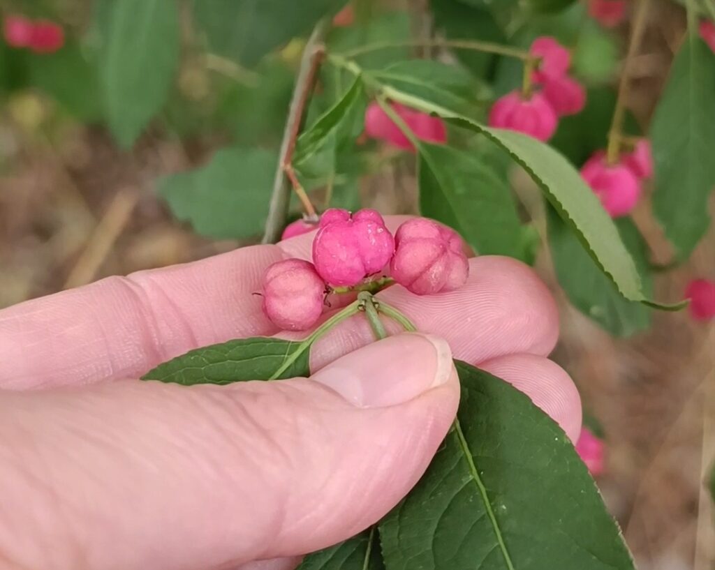 Pink leuchtende Pfaffenhütchen, die von Fingern festgehalten werden